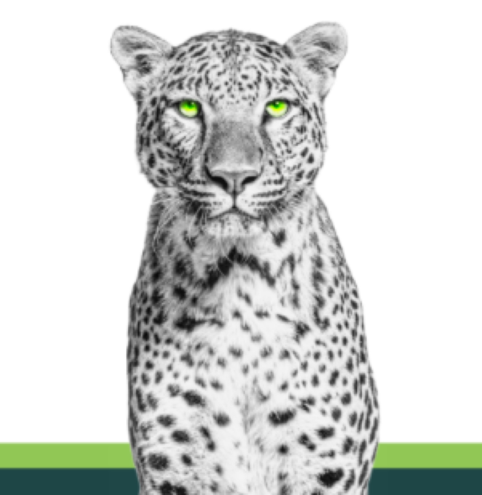 Amur company leopard graphic